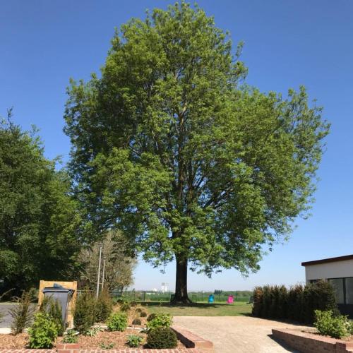 un grand arbre au milieu d'une allée dans l'établissement Gîtes du Frêne, à Wattignies