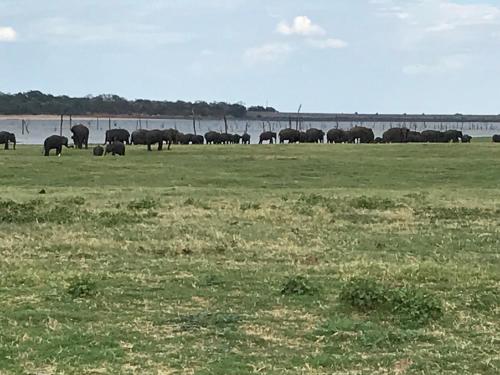 a herd of elephants grazing in a field near the water at Bangalawa Resort in Habarana