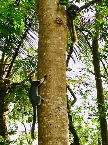 a cat climbing up the side of a tree at Bangalawa Resort in Habarana