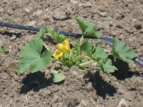 a plant with yellow flowers in the dirt at Agriturismo Fieri in Botricello