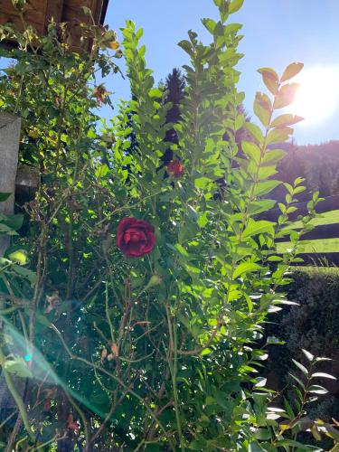 a rose bush with red flowers in a garden at Apartment HaNiLe in Sarntal