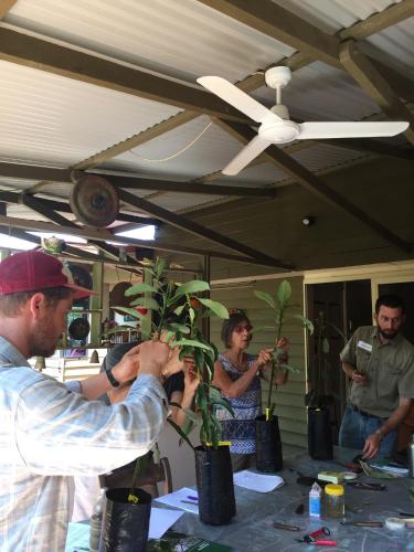 a man working on a potted plant at a table at Rossmount Rural Retreat in Goomboorian