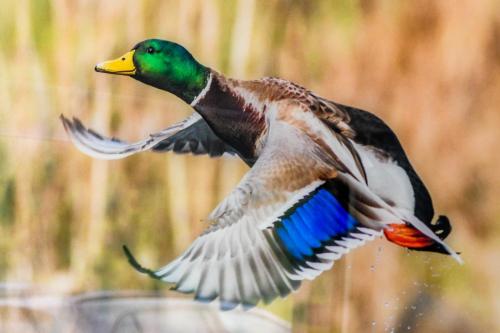 a duck is flying in the air at Swiss Lake Lodge in Noville