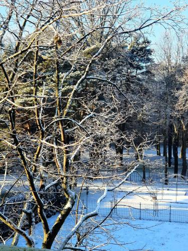 a tree covered in snow next to a fence at Palanga Apartments Near Baltic Sea in Palanga