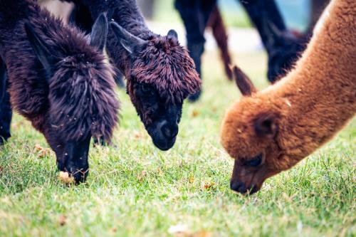 a group of animals grazing in the grass at Agriturismo Il Beccafico Alpaca in Mengara