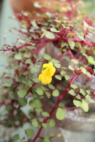 a yellow flower on a plant with other plants at Ella Tea Land View in Ella