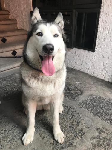 a dog sitting in front of a door with its tongue at Hotel Boutique Casa Catalá in Tlaxcala de Xicohténcatl