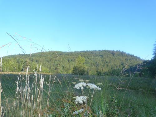 a field of grass with a mountain in the background at Domaine Des Hauts Viaux in La Bresse