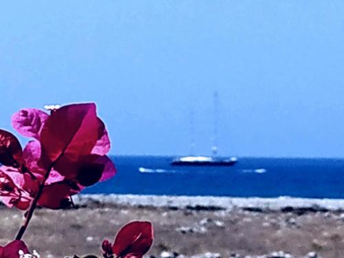 un fiore sulla spiaggia con una barca in acqua di Baglio Del Sole a San Vito lo Capo