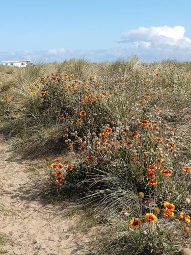 a field of flowers on the side of a dirt road at Seabreeze in Littlestone-on-Sea