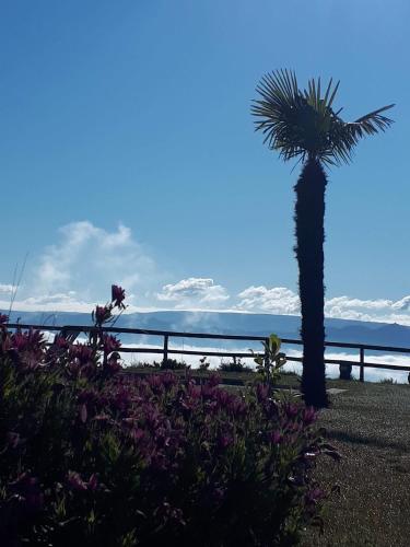a palm tree and flowers in front of the ocean at Quinta da Aldeia, Ribas, Celorico de Basto in Celorico de Basto