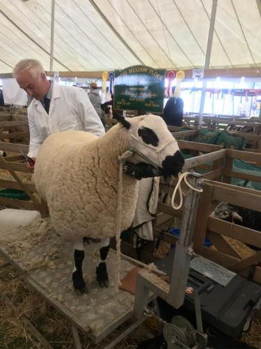 a man standing next to a sheep in a pen at Chestnut Lodge in East Dereham