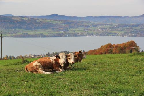 two cows laying in a grassy field next to a lake at Ferienwohnungen Schöbringer in Weyregg