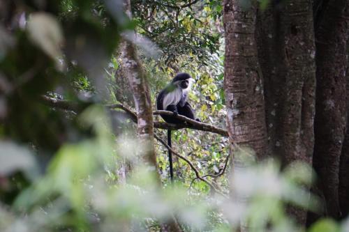 a black and white bird sitting on a tree branch at David Crater Homestay in Lushoto