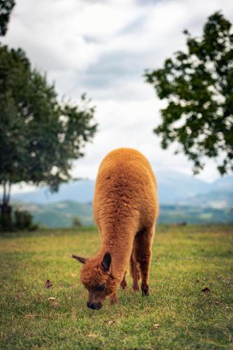 a brown animal grazing in a field of grass at Agriturismo Il Beccafico Alpaca in Mengara