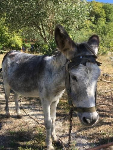Animales en el campamento o alrededores