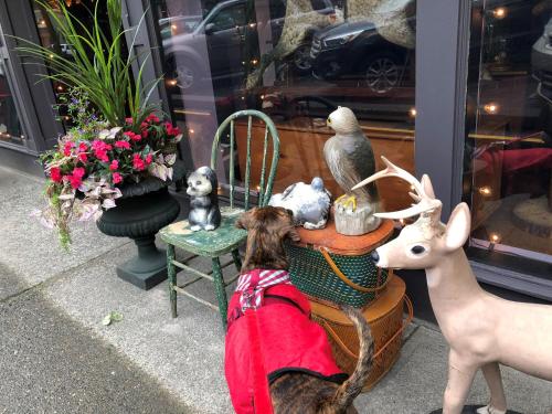 a dog sitting in a chair looking at a shop window at Holiday House Motel in Ladysmith