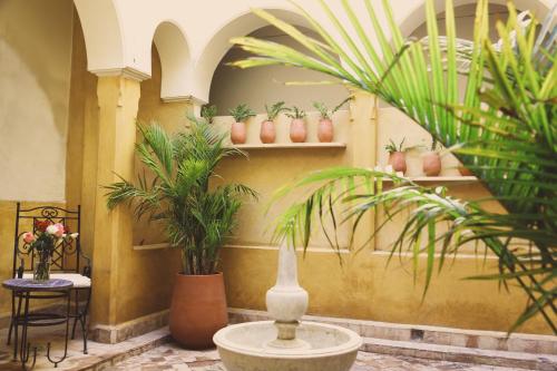 a room with potted plants on shelves and a fountain at Riad Laila in Marrakech