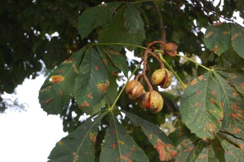 a bunch of acorns on a tree with leaves at B&B Onze Deel in Hijken