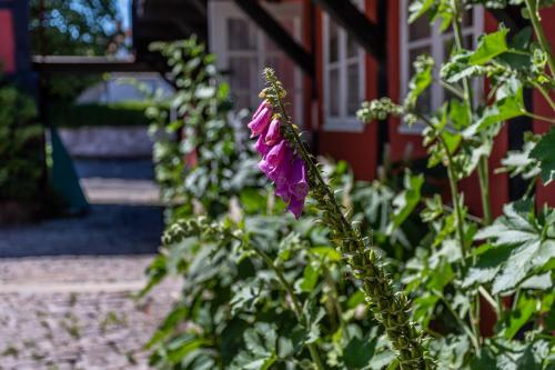 a purple flower in front of a red house at Pension Sandbogaard in Sandvig
