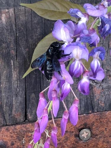 a bee is sitting on a purple flower at Borgo San Michele Incisa Tuscany in Incisa in Valdarno