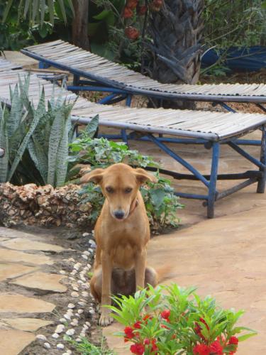 a brown dog sitting on the ground in a garden at Bahati Diani House Glamping in Diani Beach