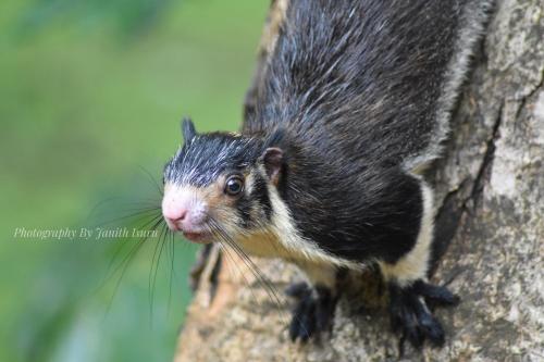 a small animal standing on the side of a tree at Forest Edge Safari Villa in Udawalawe