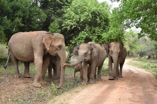 a group of elephants walking down a dirt road at Forest Edge Safari Villa in Udawalawe