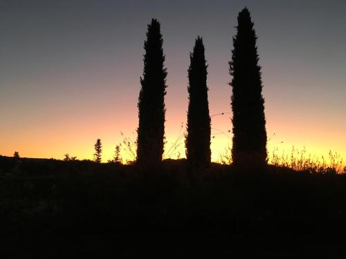 a group of four cypress trees at sunset at Borgo dé Brandi in Monteriggioni