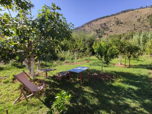 uma mesa e uma cadeira à sombra de uma árvore em Olive B&B em Berat