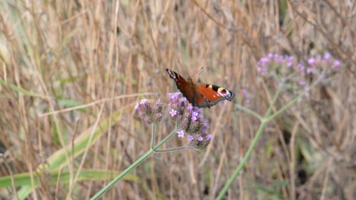 a butterfly sitting on top of a purple flower at Moderne Ferienwohnung Nähe Bad Griesbach, Haarbach in Haarbach