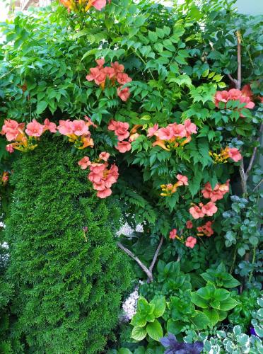 a bush with pink flowers and green plants at Guest House Pansion 10 in Cetinje