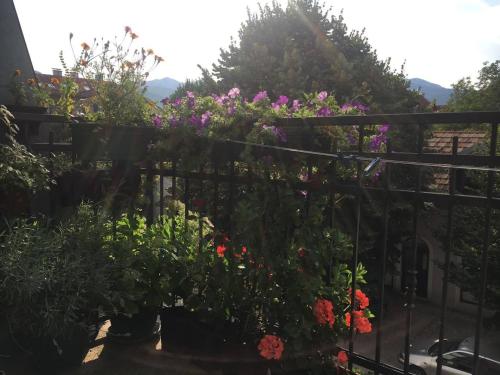 a garden with flowers on a fence at Guest House Pansion 10 in Cetinje