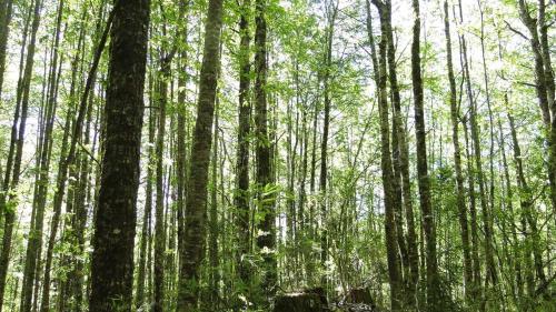 una foresta di alberi alti con foglie verdi di Parque del Volcan Pucon a Pucón