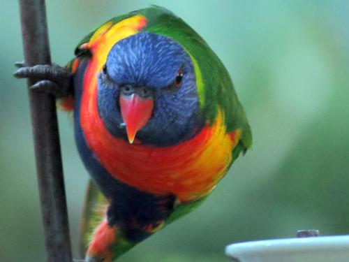 a colorful bird is sitting on a pole at The Bower At Broulee in Broulee