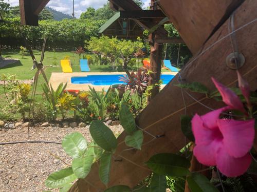 a garden with a pool and a pink flower at Nubá Boutique Hostel Palomino in Palomino
