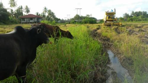 two cows grazing in a field with a tractor at Seri Pengkalan Homestay in Bachok