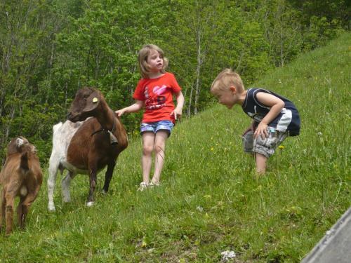 two children are playing with a goat in a field at Oberstockerhof in Sankt Johann im Pongau