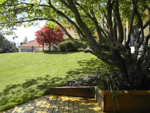 a shadow of a tree on a grass field at Abelia Motor Lodge in Nelson