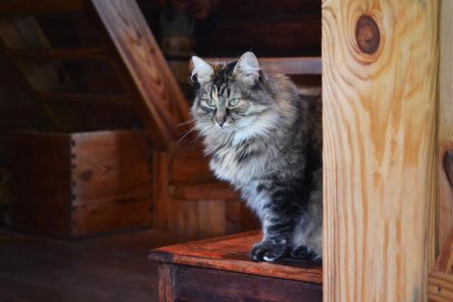 a cat sitting on top of a wooden chair at Pirts Baudas in Sīveci