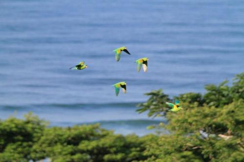 a group of birds flying over the ocean at Santa Teresa Surf Vista Villas in Santa Teresa Beach