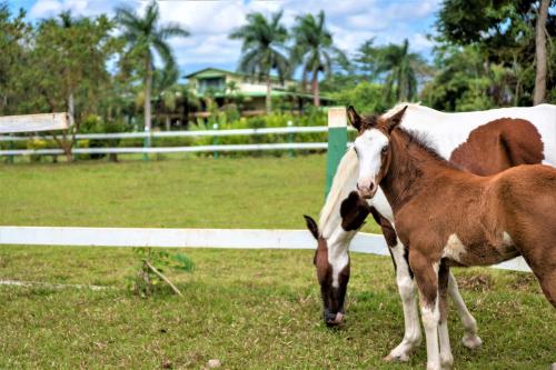 two horses standing in a field next to a fence at Hotel Casa Turire in Turrialba