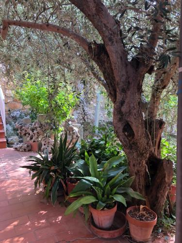 a tree in a garden with plants in pots at El Freginal in Tartareu