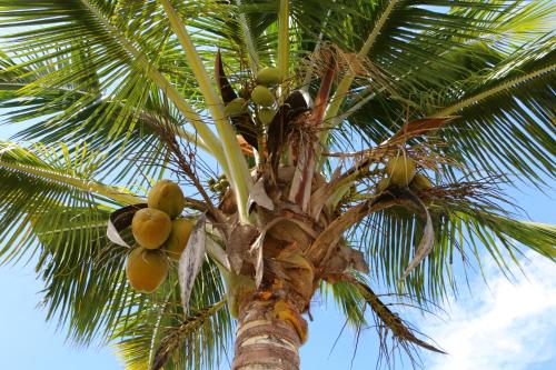 a palm tree with lots of fruit on it at Nadi Fancy Hotel in Nadi