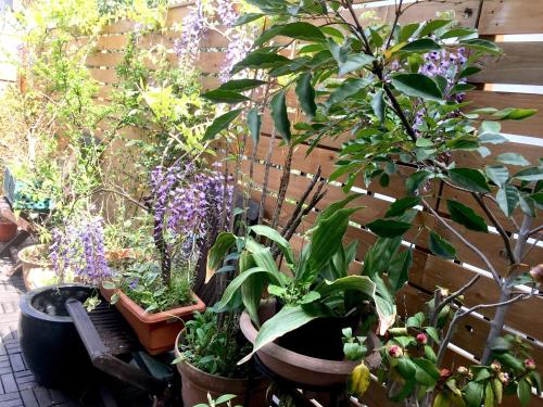 Jardín al aire libre en Oasis Minamiyukigaya