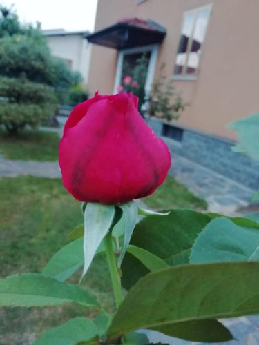 a pink rose in front of a house at Villa Luisa B&B in Candelo