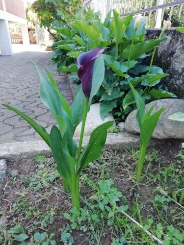 a purple flower in front of a plant at Villa Luisa B&B in Candelo