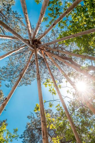 a view of the sun shining through trees at Vakantiepark de Bergen in Wanroij
