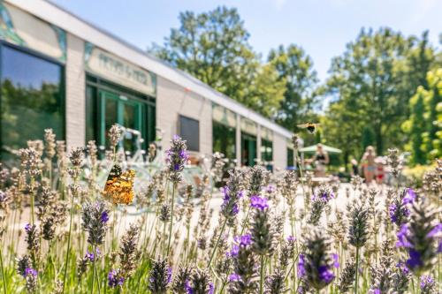 a field of purple flowers in front of a building at Vakantiepark de Bergen in Wanroij