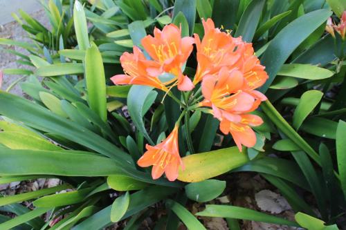 a group of orange flowers on a green plant at Petal's Place in Robertson